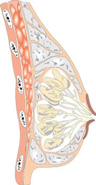 Struktura ženskih prsi